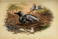 nestlings-00201 - Hybrid crown pigeon [3405x2289]
