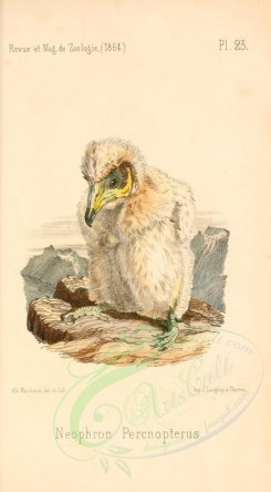 nestlings-00251 - Egyptian Vulture [1813x3280]