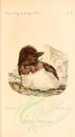 nestlings-00260 - Atlantic Puffin [1786x3224]