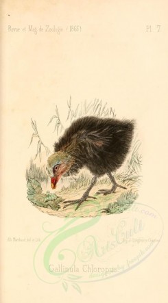 nestlings-00263 - Common Moorhen [1786x3224]