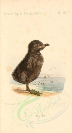 nestlings-00275 - Black Guillemot [1777x3291]