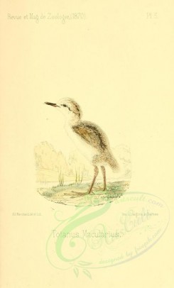 nestlings-00339 - Spotted Sandpiper [1909x3166]