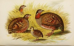 nestlings-00367 - Rufous-throated Partridge [4654x2893]
