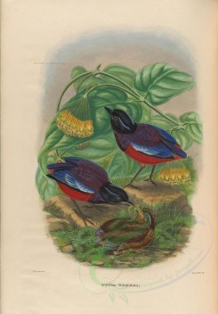 nestlings-00372 - Black-and-crimson Pitta [3948x5672]