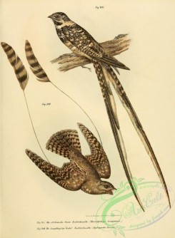 nightjars-00002 - Standard-winged Nightjar, hydropsalis furcifer