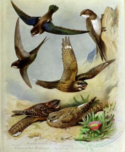 nightjars-00036 - Swift, Needle-tailed Swift, Nightjar, Red-necked Nightjar, Egyptian Nightjar, Alpine Swift