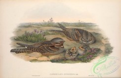 nightjars-00073 - 001-Eurasian Nightjar, caprimulgus europaeus