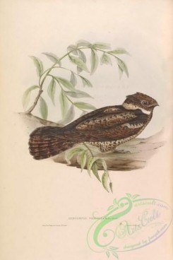nightjars-00080 - 016-Malaysian Eared-Nightjar, lyncornis temminckii