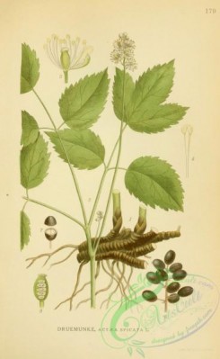 nordens_flora-00006 - actaea spicata