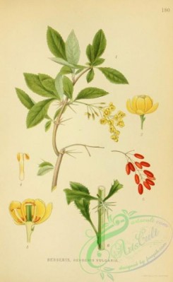 nordens_flora-00038 - berberis vulgaris