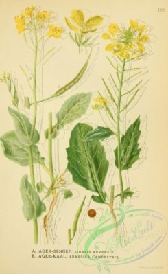 nordens_flora-00227 - sinapis arvensis, brassica campestris