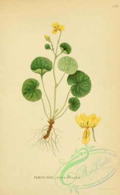 nordens_flora-00264 - viola biflora