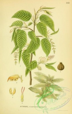 nordens_flora-00323 - carpinus betulus