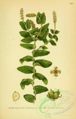nordens_flora-00441 - potamogeton perfoliatus