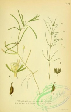 nordens_flora-00517 - zannichellia palustris, zannichellia major, zannichellia repens, zannichellia pedicellata