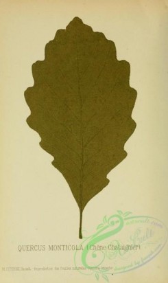 oak_quercus-00040 - quercus monticola [2351x3949]