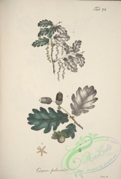 oak_quercus-00057 - quercus pedunculata [4310x6398]