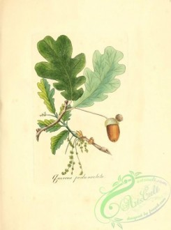 oak_quercus-00100 - quercus pedunculata [2099x2825]