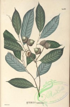 oak_quercus-00146 - quercus daphnoidea [4204x6406]