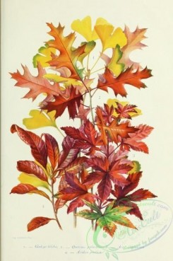 oak_quercus-00166 - ginkgo biloba, quercus palustris, acer japonicum, azalea pontica [2216x3339]