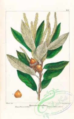 oak_quercus-00167 - Dense flowered Oak, quercus densiflora [3294x5323]