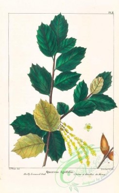 oak_quercus-00169 - Holly-leaved Oak, quercus agrifolia [3294x5323]