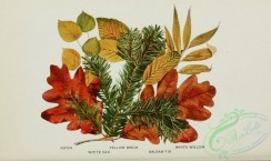 oak_quercus-00183 - Aspen, White Oak, Yellow Birch, Balsam Fir, White Willow [3335x1982]