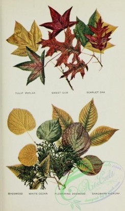 oak_quercus-00184 - Tulip Poplar, Sweet Gum, Scarlet Oak, Basswood, White Cedar, Flowering Dogwood, Shagbark Hickory [1984x3335]