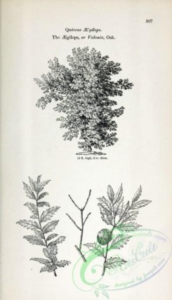 oak_quercus-00191 - Aegilops or Valonia Oak [2407x4197]