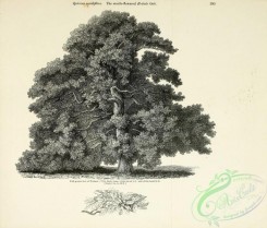 oak_quercus-00203 - Sessile-flowered British Oak, 2 [3073x2617]