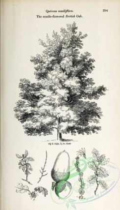 oak_quercus-00205 - Sessile-flowered British Oak [2407x4197]
