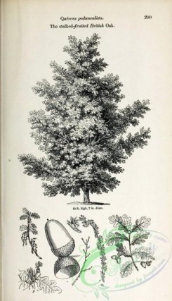 oak_quercus-00206 - Stalked-fruited British Oak [2407x4197]