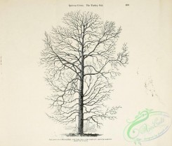 oak_quercus-00208 - Turkey Oak [3039x2583]