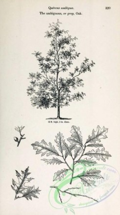 oak_quercus-00210 - Ambiguous or Grey Oak [2348x4202]
