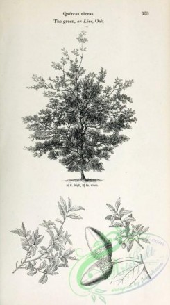 oak_quercus-00216 - Green or Live Oak [2348x4202]