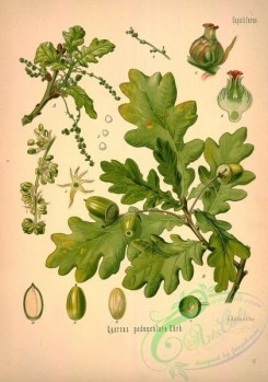 oak_quercus-00275 - quercus pedunculata [2813x4001]