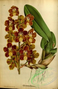 odontoglossum-00051 - odontoglossum brevifolium