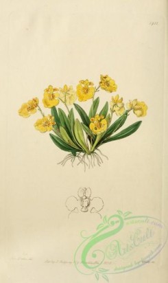 oncidium-00058 - 1911-oncidium iridifolium, Pigmy Oncidium