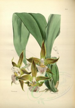 orchids-02630 - batemannia grandiflora, Large-flowered Batemannia [3238x4627]
