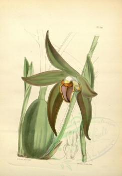 orchids-02694 - lycaste gigantea, Gigantic Lycaste [3154x4554]