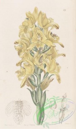orchids-04099 - 049-chloraea virescens, Green-veined Chloraea [2653x4470]