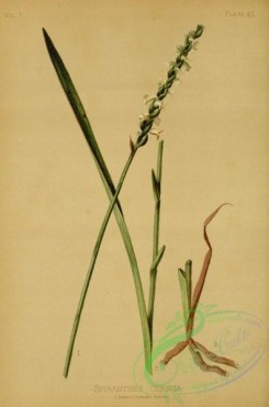 orchids-05116 - Drooping-flowered Ladies' Traces, spiranthes cernua [2566x3880]