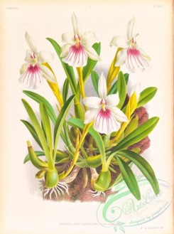 orchids-06439 - miltonia spectabilis lineata