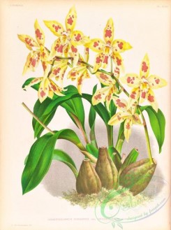 orchids-06441 - odontoglossum coradinei grandiflorum
