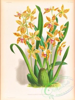 orchids-06445 - odontoglossum schillerianum