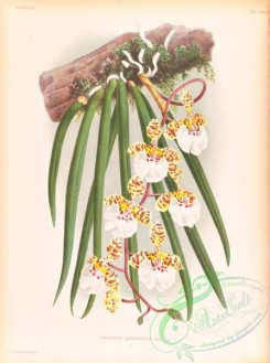 orchids-06447 - oncidium jonesianum