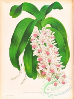 orchids-06453 - saccolabium giganteum illustre