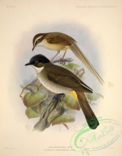 orioles-00071 - suya superciliaris, Brown-breasted Bulbul, pycnonotus xanthorrhous