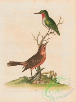 orioles-00093 - 121-American Nightingale, icterus minor, Green Sparrow or Green Humming-bird, rubecula viridis elegantissima