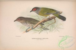 orioles-00098 - 020-Fig-Bird, sphecotheres vieilloti
